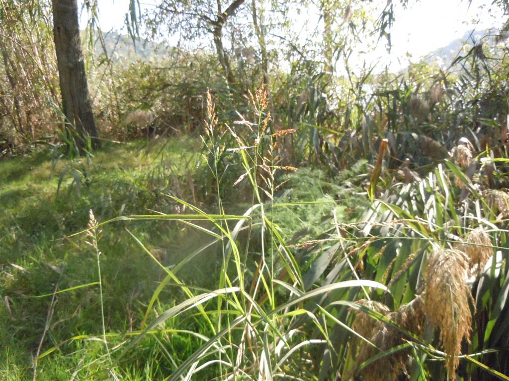 Sorghum halepense / Sorgo selvatico